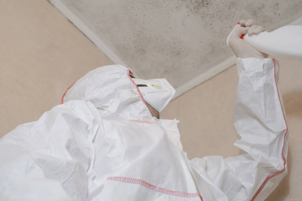 Best Mold Damage Repair  in Colstrip, MT