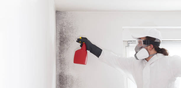 Office Mold Removal Services in Colstrip, MT
