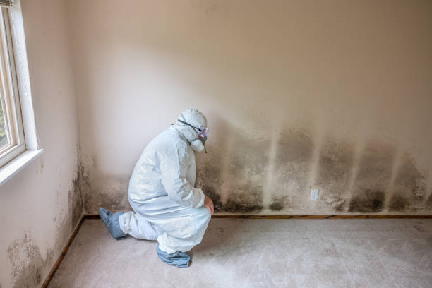 Best Mold Remediation  in Colstrip, MT
