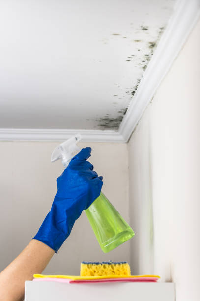 Best Toxic Mold Removal  in Colstrip, MT